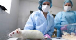 О создании собственных гуманизированных мышей для испытания вакцины и препаратов против COVID-19